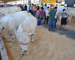 Eventos da pecu&aacute;ria na Efapi
