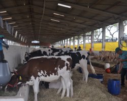 Cerca de 1.000 animais estarão na expo-feira