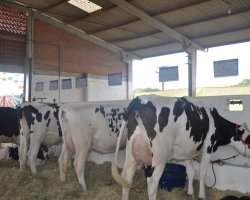 A exposição pode ser conferida no Pavilhão de Bovinos