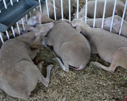 Ovinos e caprinos de várias raças estão expostos