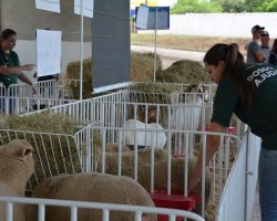 Mostra de ovinocultura é atração na Efapi