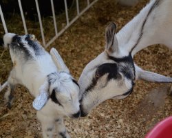 Fêmea da raça Alpina Americana nasceu na feira