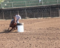 O cavalo Quarto de Milha é considerado o mais versátil do mundo