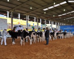 Renomado jurado oficial da raça Holandesa, Flávio Junqueira, avaliou as características dos bovinos