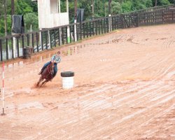 O cavalo Quarto de Milha é considerado o mais versátil do mundo