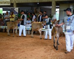 Os animais jovens da ra&ccedil;a Jersey foram julgados por categorias