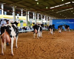 Foram analisadas as quest&otilde;es morfol&oacute;gicas e o sistema mam&aacute;rio dos animais