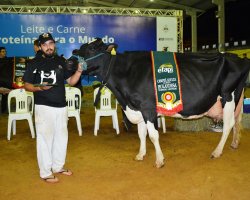 A vaca que ganhou o torneio leiteiro da ra&ccedil;a Holandesa foi a campe&atilde; adulta