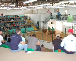 Foram vendidos 480 animais, divididos em 59 lotes