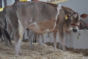 Bovinos chegam a EFAPI 2017