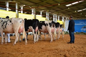 Chapecó tem as melhores vacas Holandesas em lactação do Estado