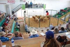 Leil&atilde;o de gado geral encerra com liquidez total