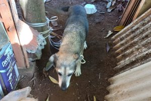 Homem &eacute; preso ap&oacute;s NAPA flagrar maus tratos de animais