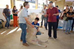 Minicurso trata de avalia&ccedil;&atilde;o de reprodutores e matrizes no Pavilh&atilde;o de Ovinos da EFAPI 2017