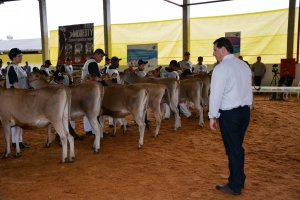 Chapecó recebe segundo maior evento da raça Jersey do Estado