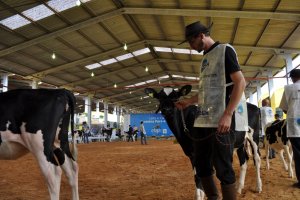 Definidas as f&ecirc;meas jovens campe&atilde;s da ra&ccedil;a Holandesa