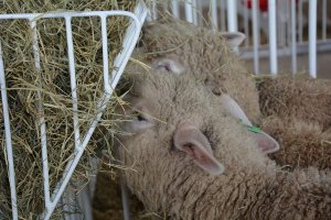 Exposi&ccedil;&atilde;o de ovinos re&uacute;ne os melhores exemplares de corte e leite na Efapi