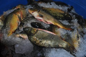 Produtores se preparam para a Feira do Peixe Vivo em Chapec&oacute;