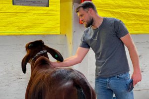 Raça Sindi, do Paquistão, é uma das novidades nos pavilhões dos bovinos