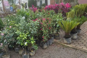 Feira de mudas, flores, produtos coloniais e artesanato abre nesta sexta-feira