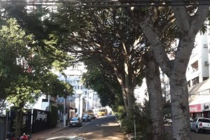Prefeitura far&aacute; retirada e substitui&ccedil;&atilde;o de tr&ecirc;s &aacute;rvores na rua Guapor&eacute;
