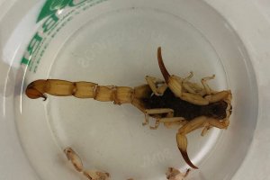 Vigilância orienta população sobre nova espécie de escorpião