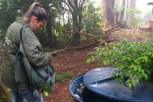 Chapecó registra dois casos de dengue e um de Chikungunya