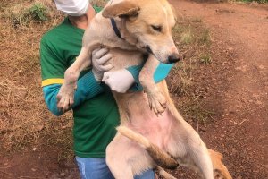 NAPA recolhe cães de aldeia para castração