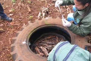 Vigil&acirc;ncia Ambiental ter&aacute; duas a&ccedil;&otilde;es de combate &agrave; dengue