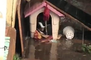 NAPA realiza primeira autuação por maus-tratos