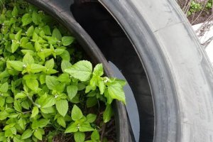 Mutir&atilde;o contra a dengue realiza 1,9 mil visitas no bairro Esplanada