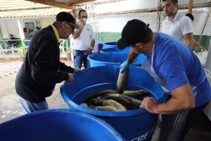 Cerca de 50 toneladas ser&atilde;o comercializadas na Feira do Peixe Vivo