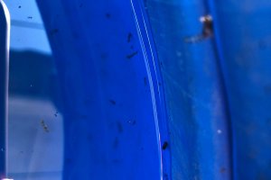 Mutir&otilde;es contra a dengue na Vila Real e no Eldorado