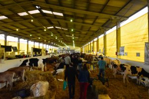 Ordenhas para o Torneio Leiteiro iniciaram nesta quinta-feira