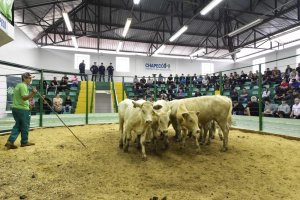 Leilão de gado geral movimenta agronegócio em Chapecó