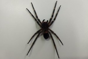 Saúde orienta sobre o aparecimento de animais peçonhentos 