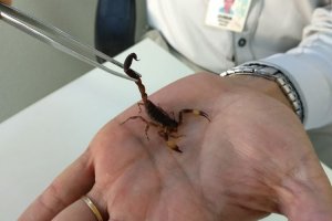 Sa&uacute;de orienta para cuidados com animais pe&ccedil;onhentos