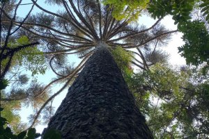 Ecoparque receberá plantio de árvores nativas