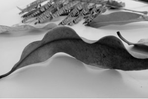 Alunos do munic&iacute;pio estudam obras do artista Franz Krajcberg