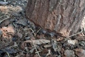 Diretoria de Meio Ambiente alerta que &eacute; crime �anelamento� de &aacute;rvores