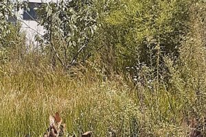 Prefeitura orienta para limpeza de terrenos baldios
