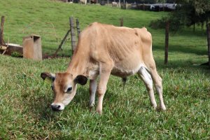 Programa SOS Bezerros entrega terneiro 1000 em Chapec&oacute;