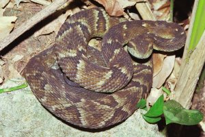 Sa&uacute;de orienta sobre o aparecimento de cobras 