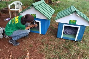 NAPA realizou 364 castra&ccedil;&otilde;es em quatro meses