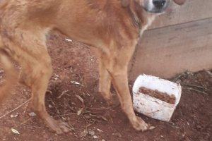 Homem &eacute; preso ap&oacute;s NAPA flagrar maus tratos de animais