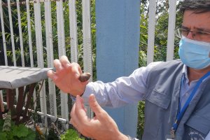 Vigilância Ambiental alerta para infestação de lesmas e caramujos