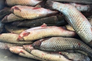 Começa a Feira do Peixe Vivo em Chapecó 