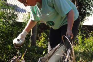 Chapec&oacute; far&aacute; levantamento do mosquito da Dengue 