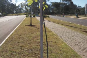 Semana do Meio Ambiente: Plantio de novas esp&eacute;cies melhora arboriza&ccedil;&atilde;o urbana de Chapec&oacute;