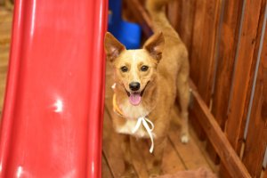 NAPA tem estande para adoção na Efapi